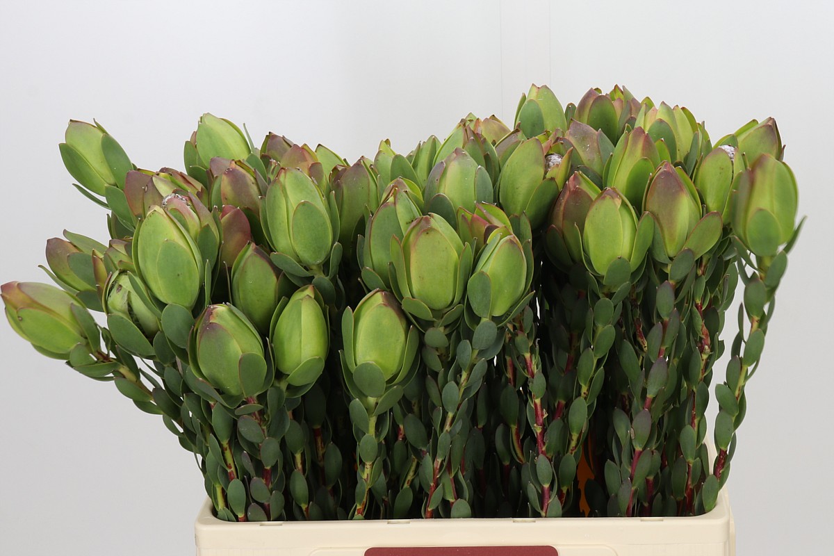 Leucadendron Discolor 60cm