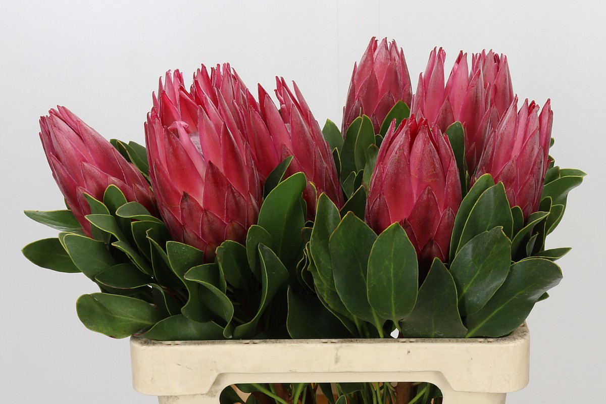Protea Madiba 60cm