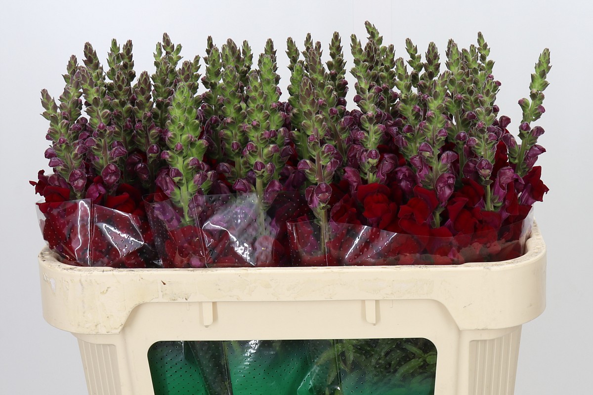 Antirrhinum Maryland Red 70cm