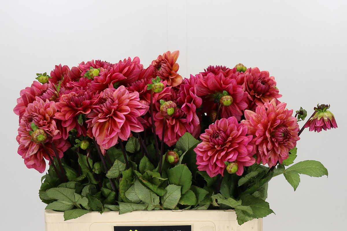 Dahlia Sal Runner 50cm