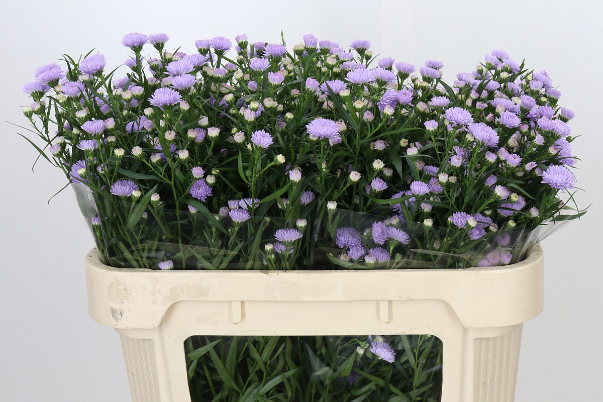Aster Milka 70cm 15gram