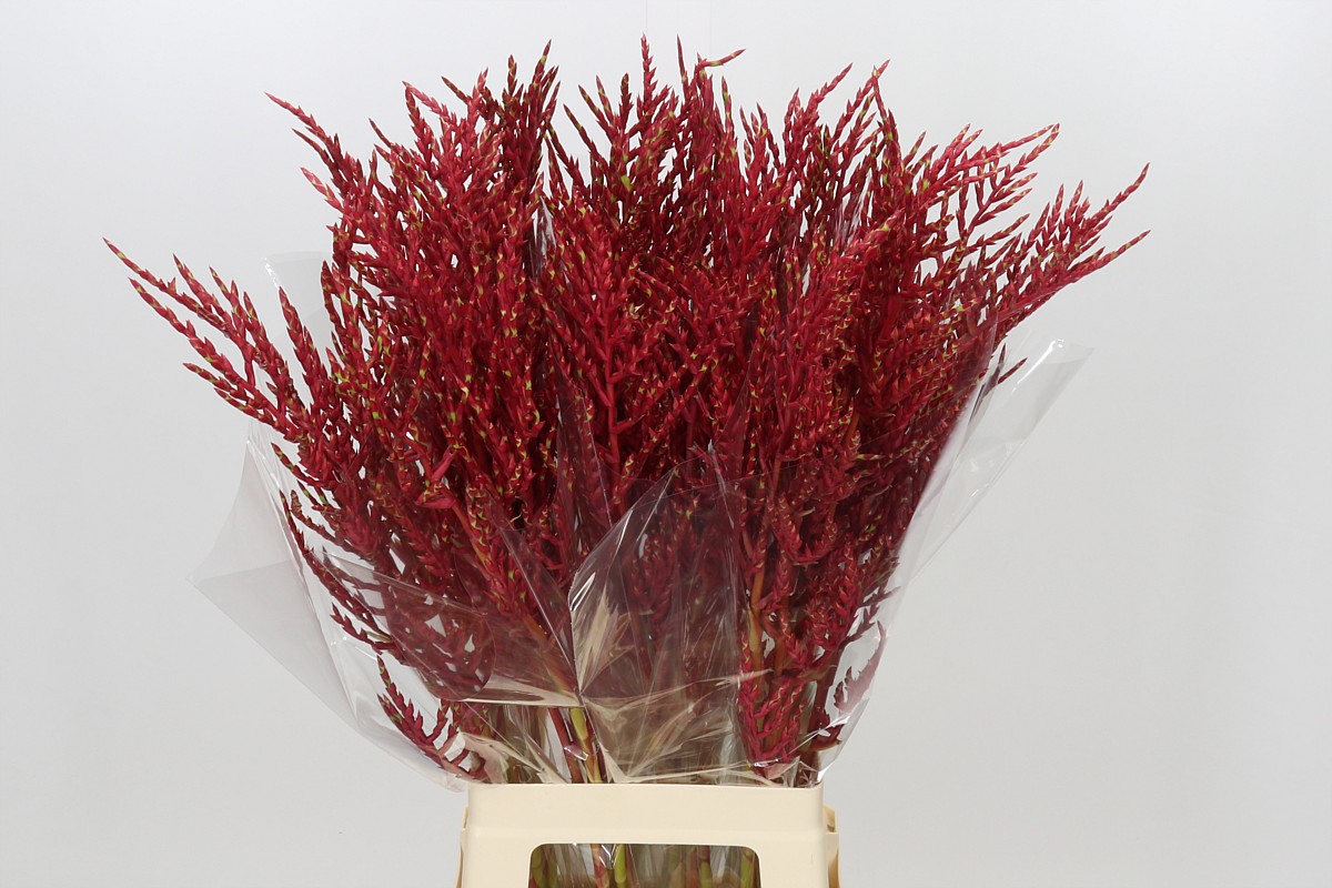 Bromelia Cut Flower 80cm