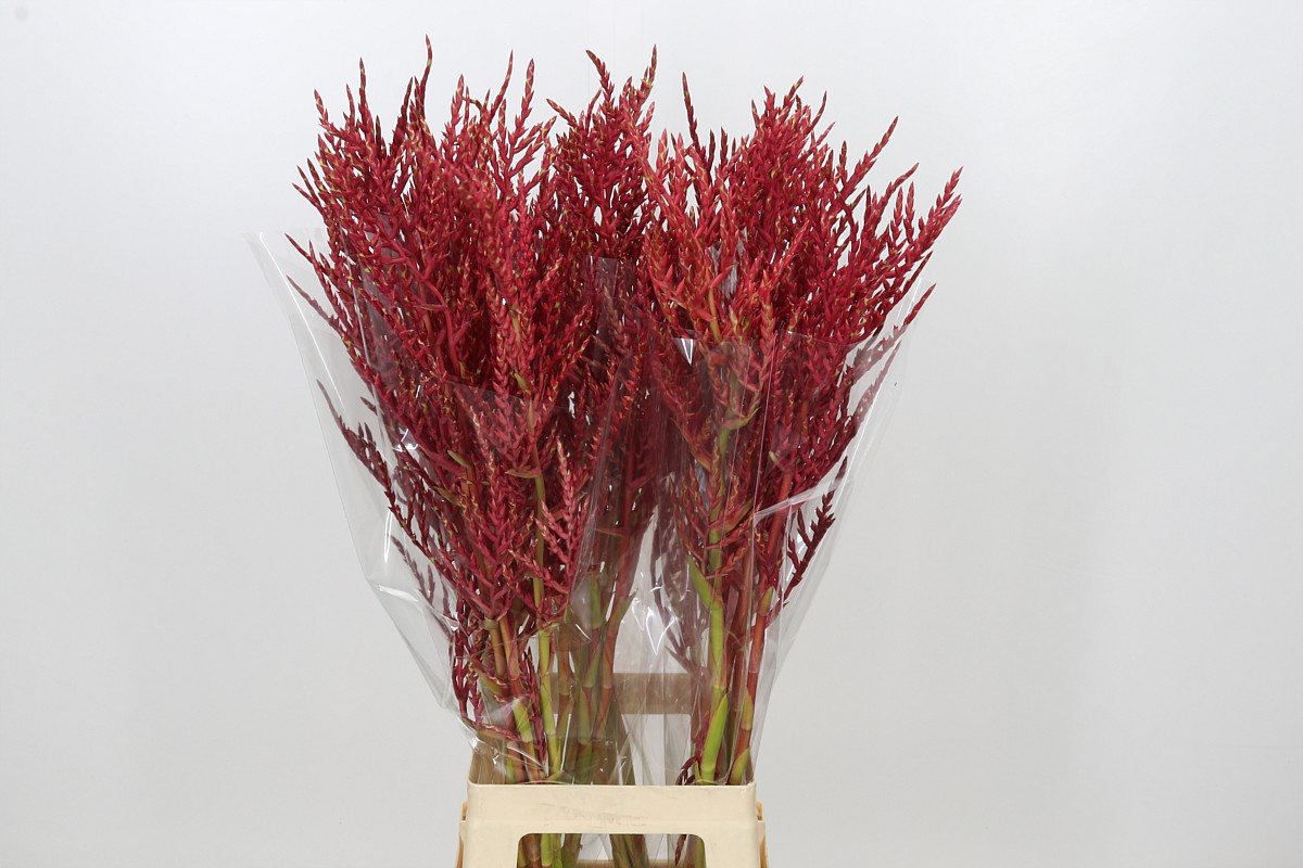 Bromelia Cut Flower 90cm
