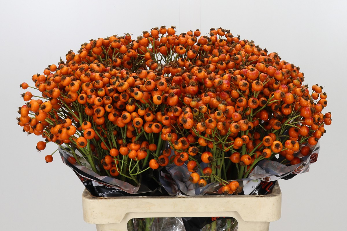 Rosa Hiphop Sunset 60cm