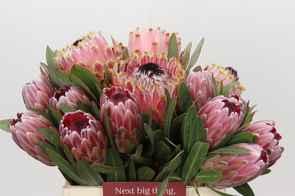 Protea Mixed 40cm