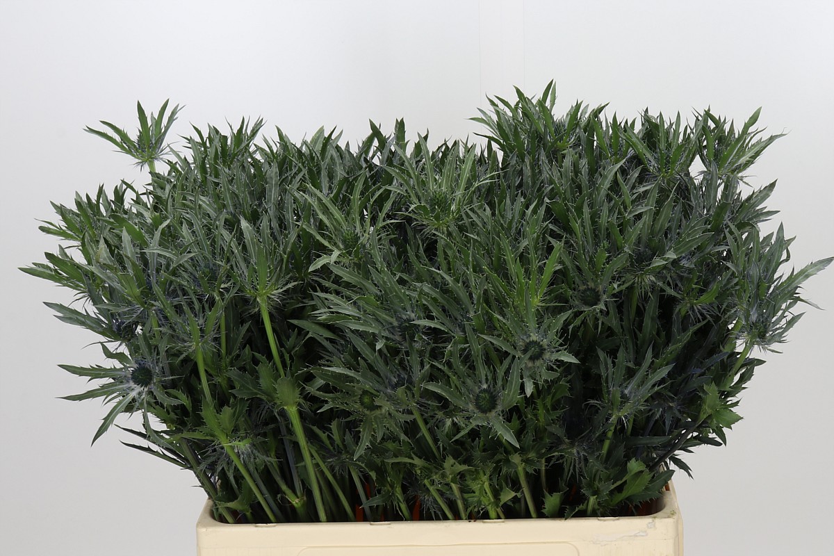 Eryngium Planum 60cm