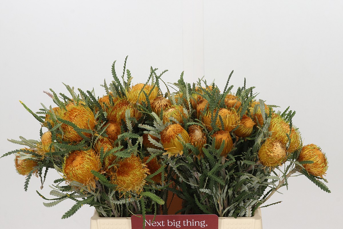 Dryandra Formosa 40cm