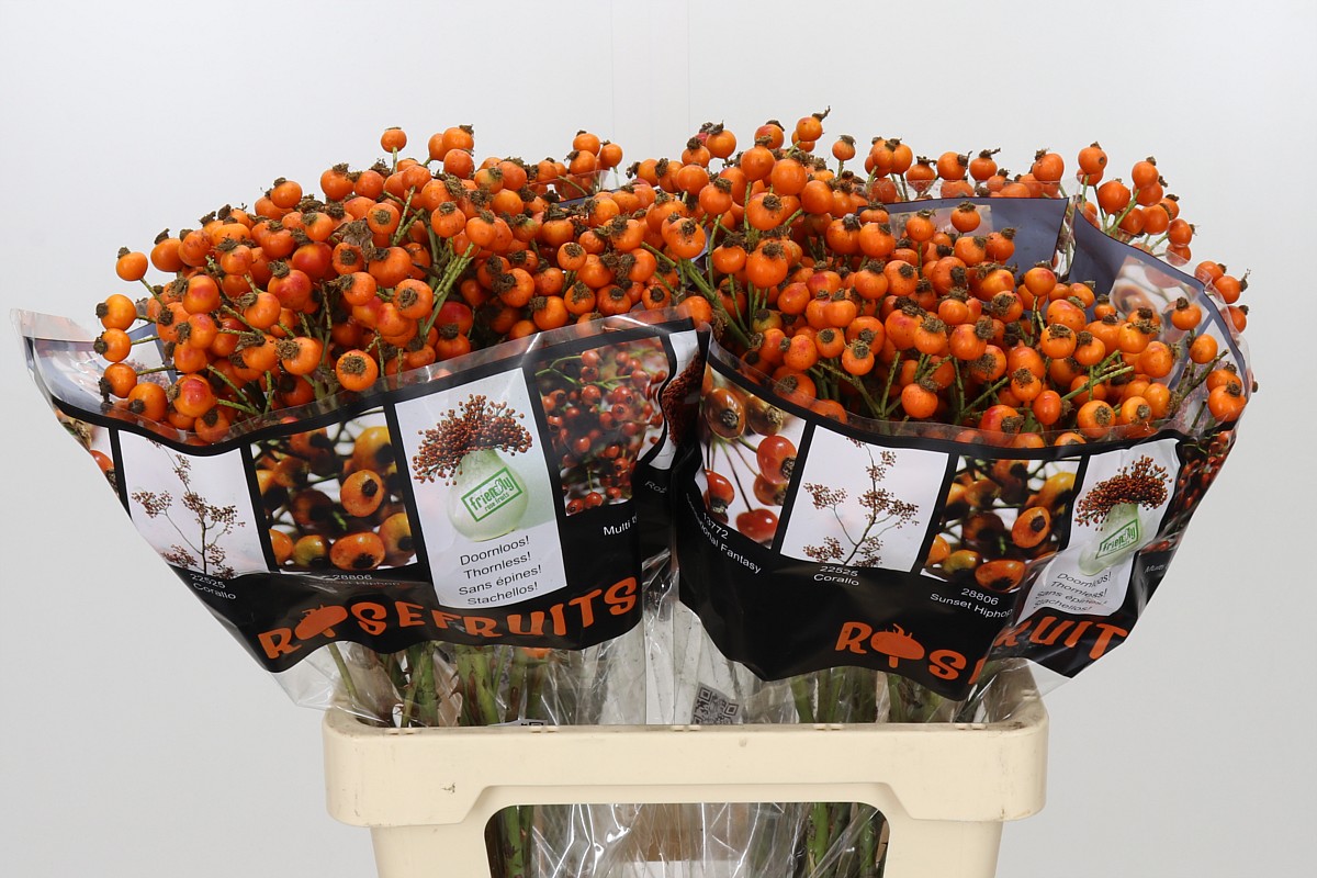 Rosa Hiphop Sunset 60cm 68gram