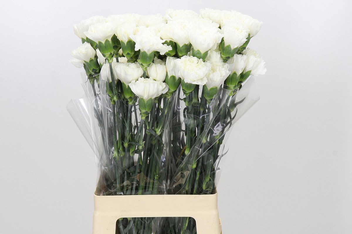 Dianthus Moonlight 70cm