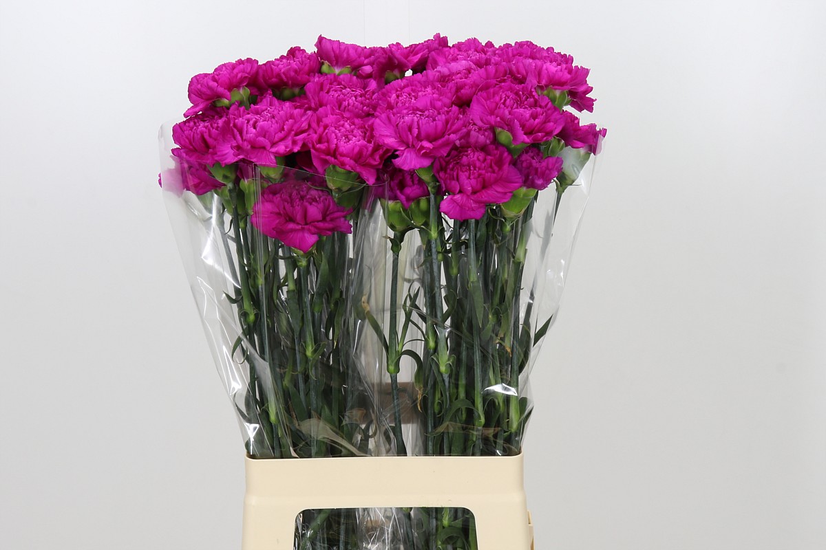 Dianthus St Tio Polo Fuchsia 70cm