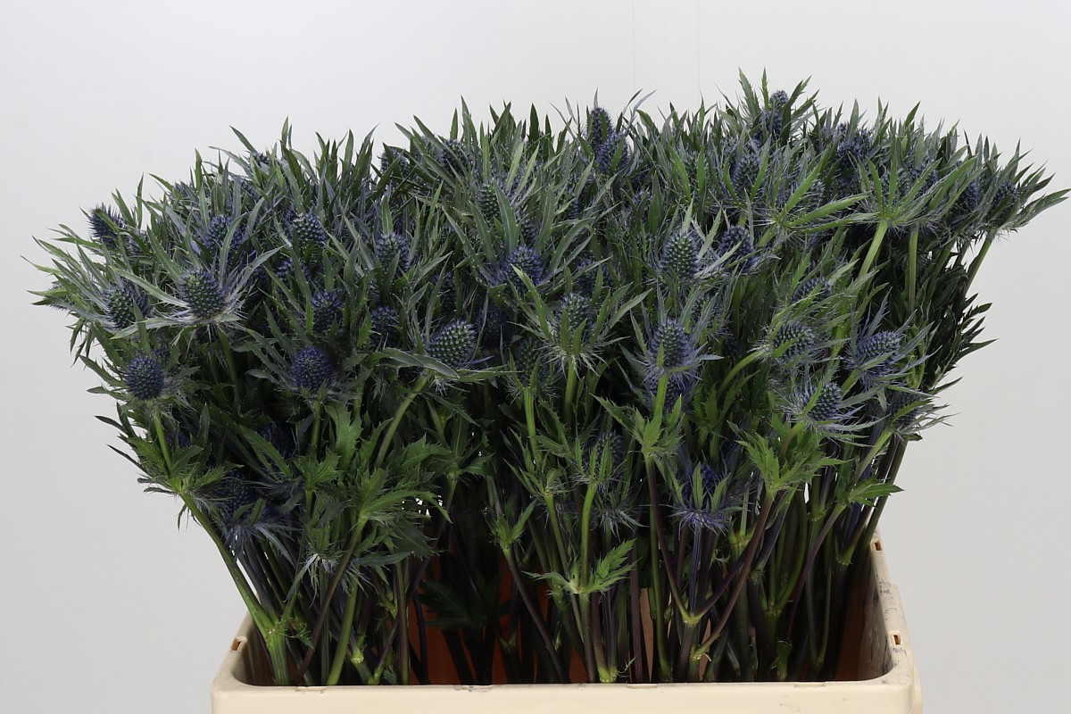 Eryngium Planum 60cm