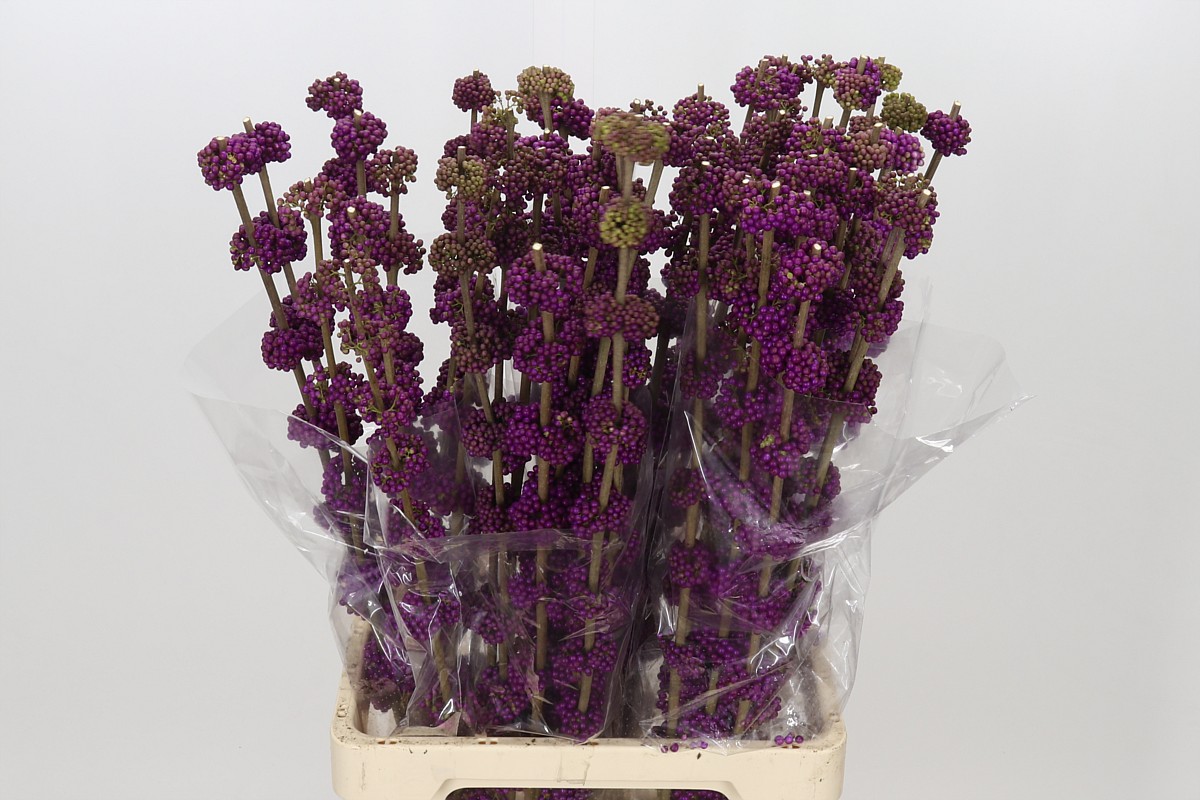 Callicarpa B.giraldi(nl) 80cm