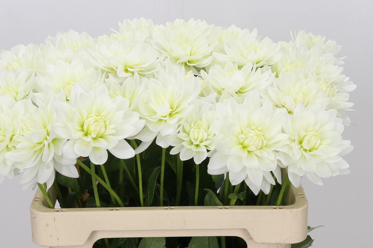 Dahlia Maarten Zwaan 60cm