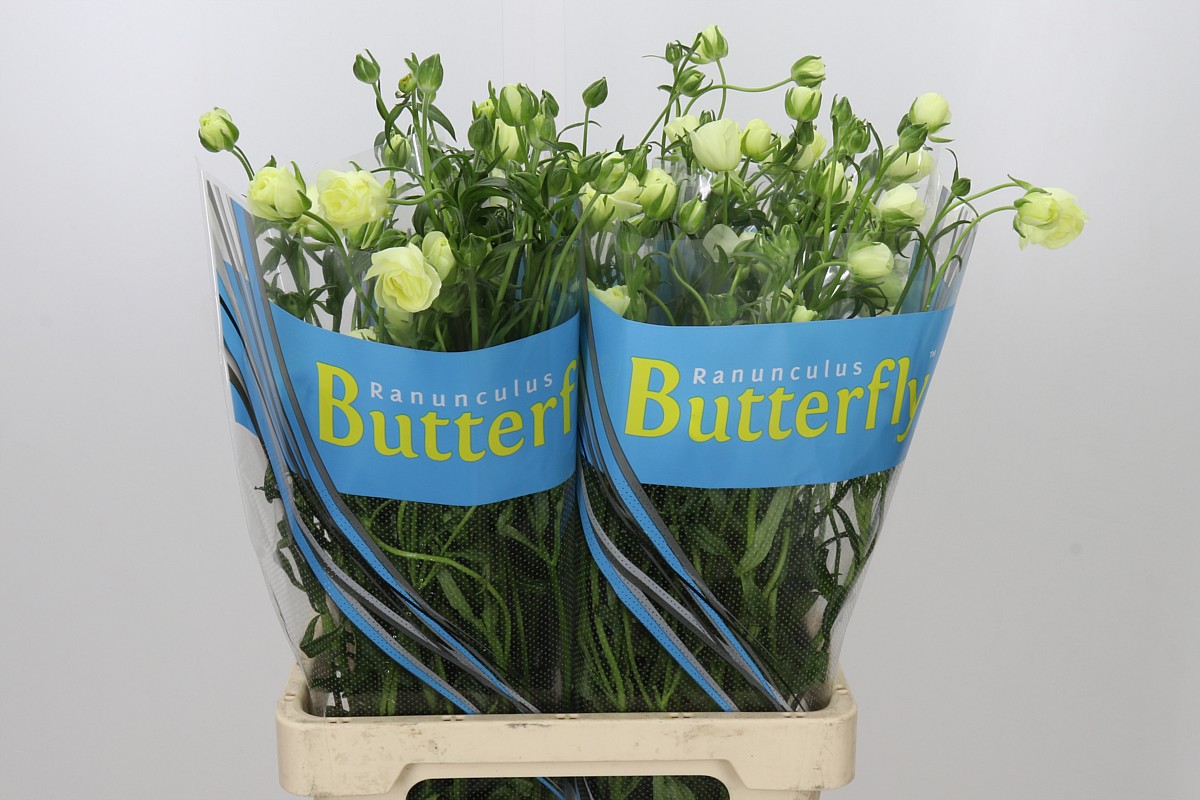Ranunculus Butterfly Litai 70cm