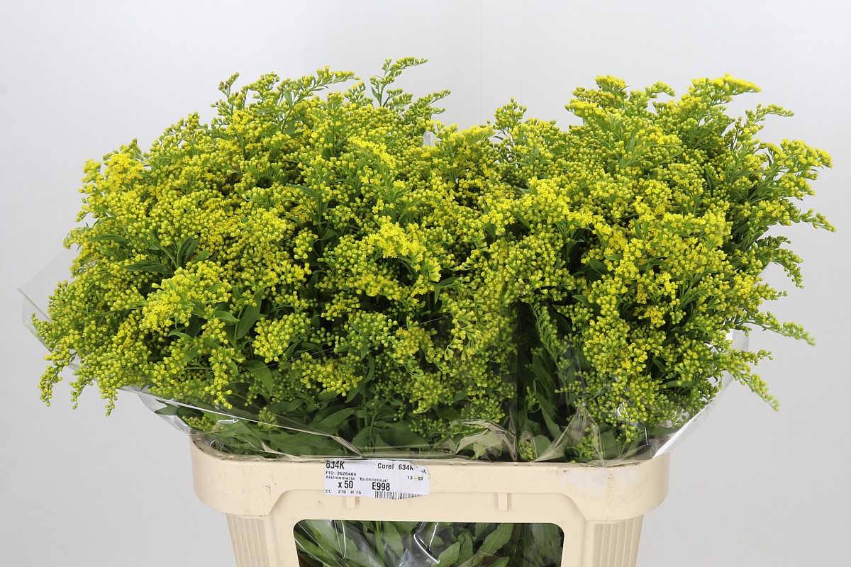 Solidago Golden Glory 80cm 50gram
