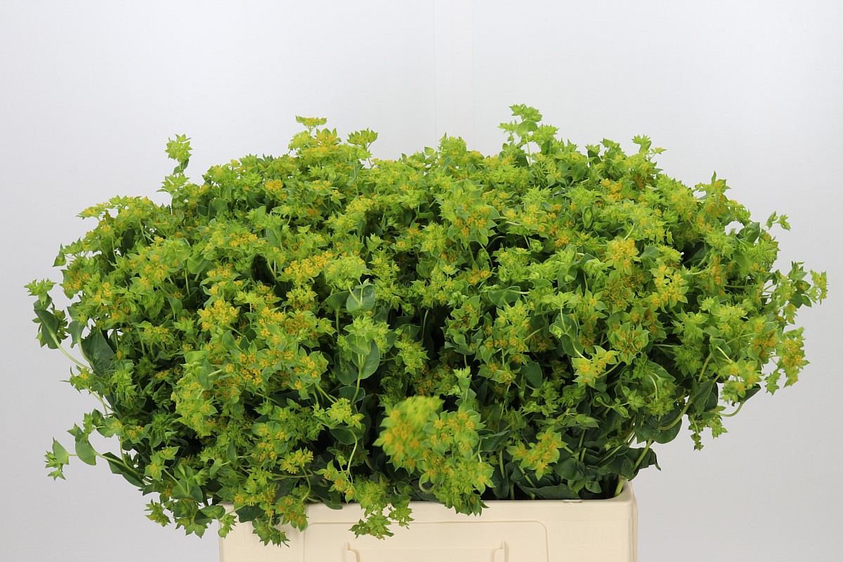 Bupleurum Griffithii 60cm