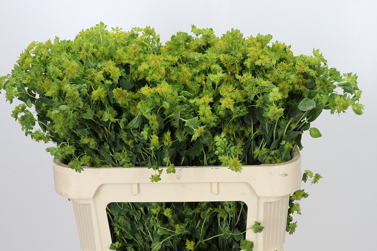 Bupleurum Griffithii 70cm