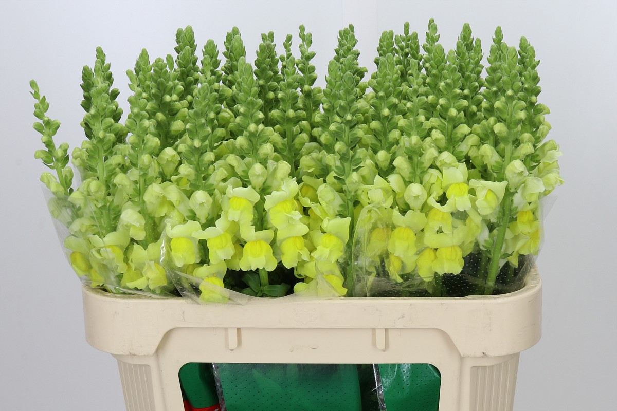 Antirrhinum Cann Yellow 70cm