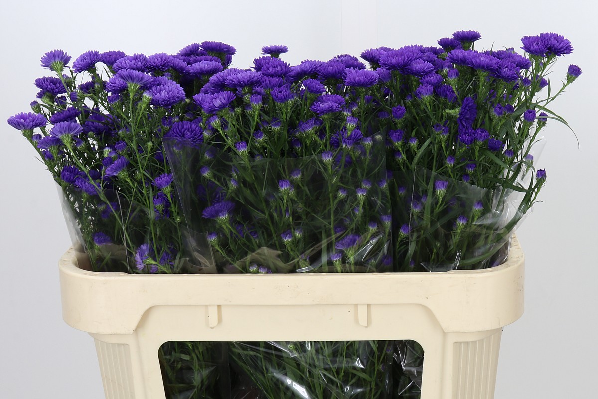 Aster Astee Dark Milka 60cm 15gram