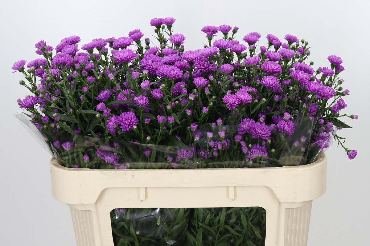 Aster Nb A Karmijn 70cm 15gram