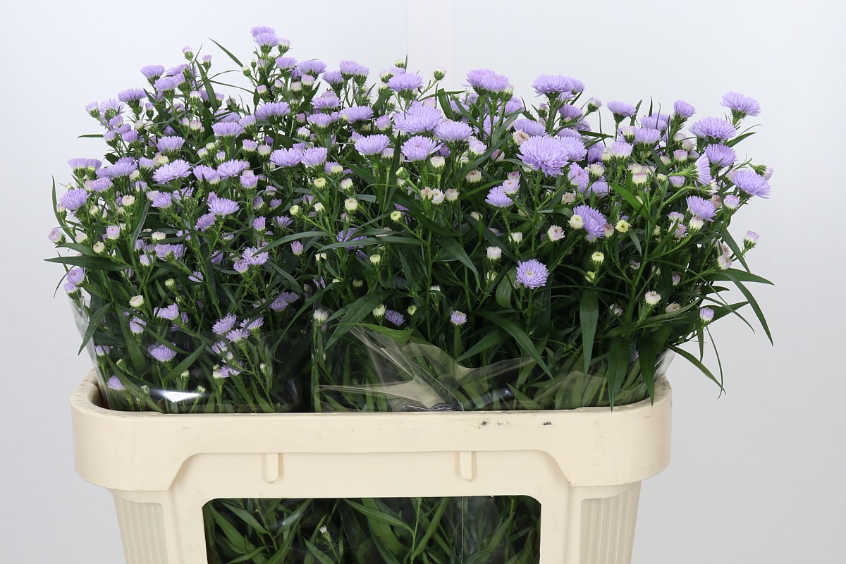 Aster Milka 70cm 15gram