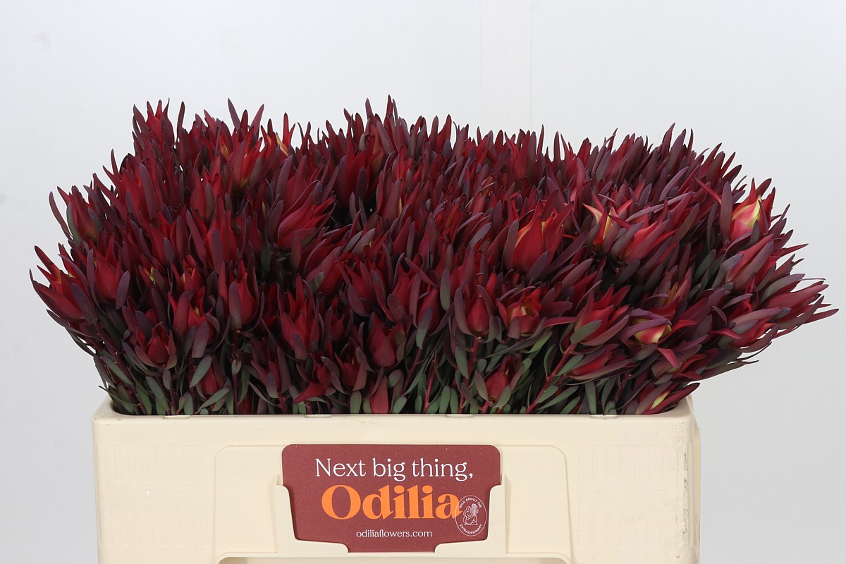 Leucadendron Sal Blush 50cm