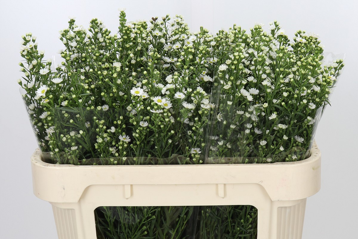 Aster Paquita 70cm 20gram