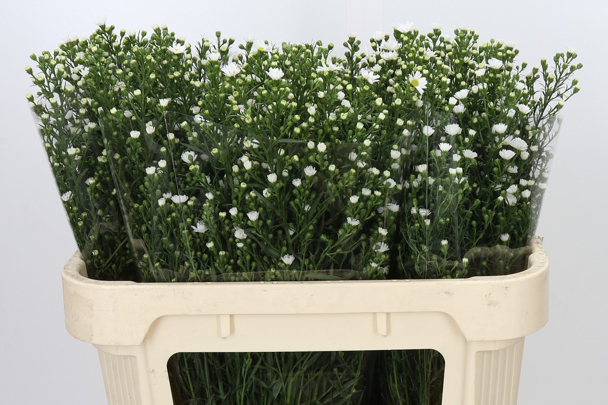 Aster Paquita 70cm 30gram