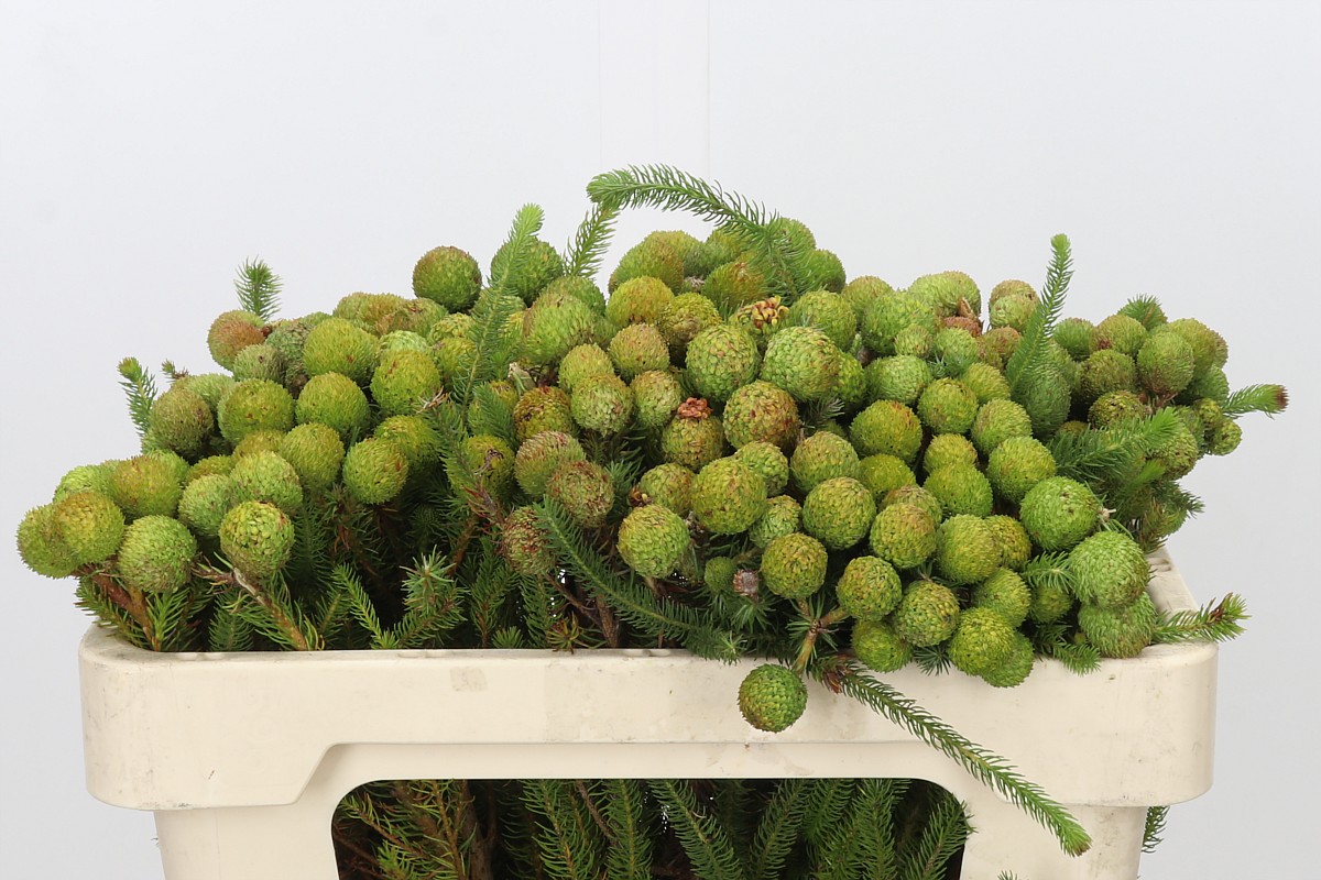 Berzelia Galpinii Baubels Bunch 50cm