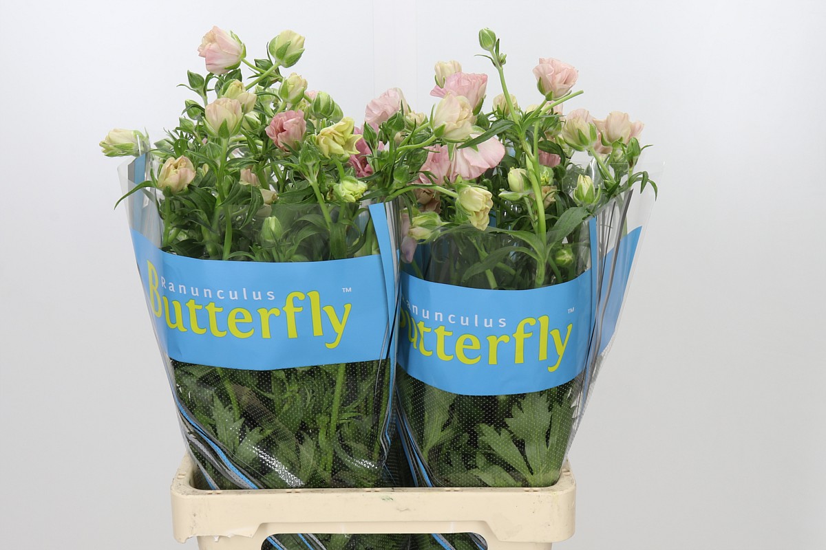 Ranunculus Butterfly Isis 70cm