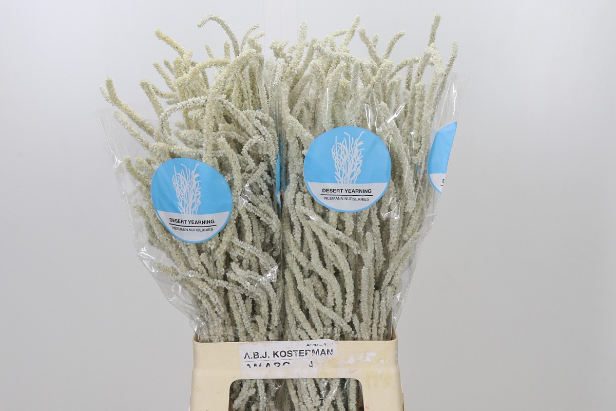 Amaranthus Yearming Desert 70cm