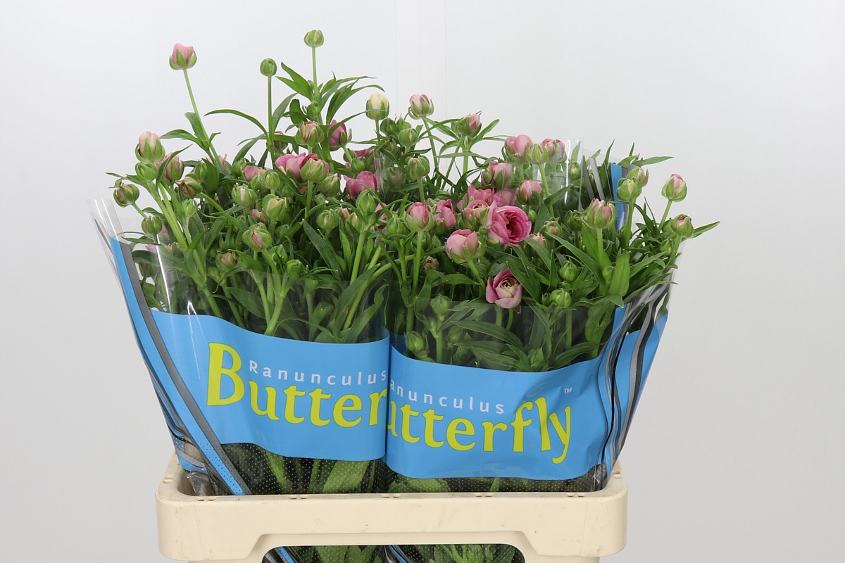 Ranunculus Butterfly Jupiter 60cm