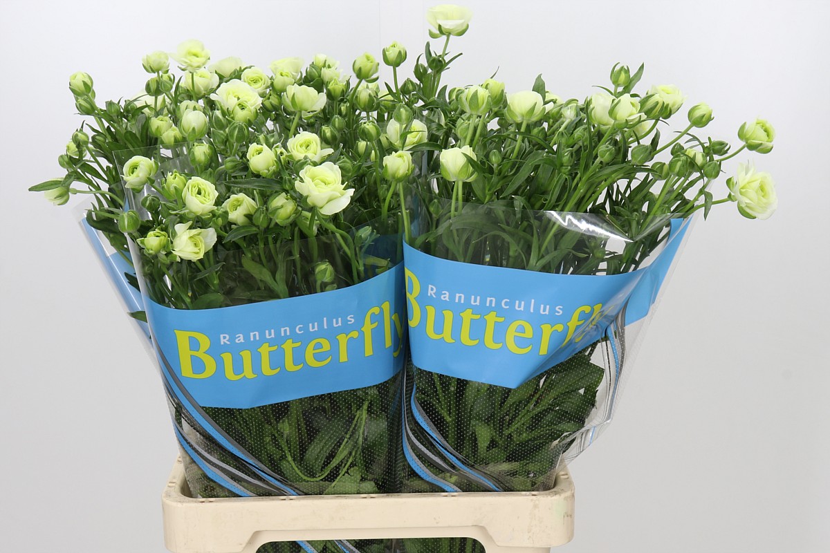 Ranuncules Butterfly Graces 70cm