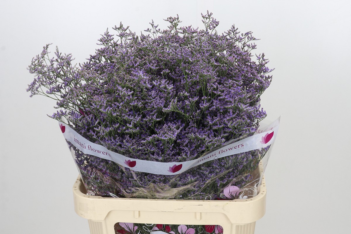Limonium Saf Classic Blue 80cm 45gram