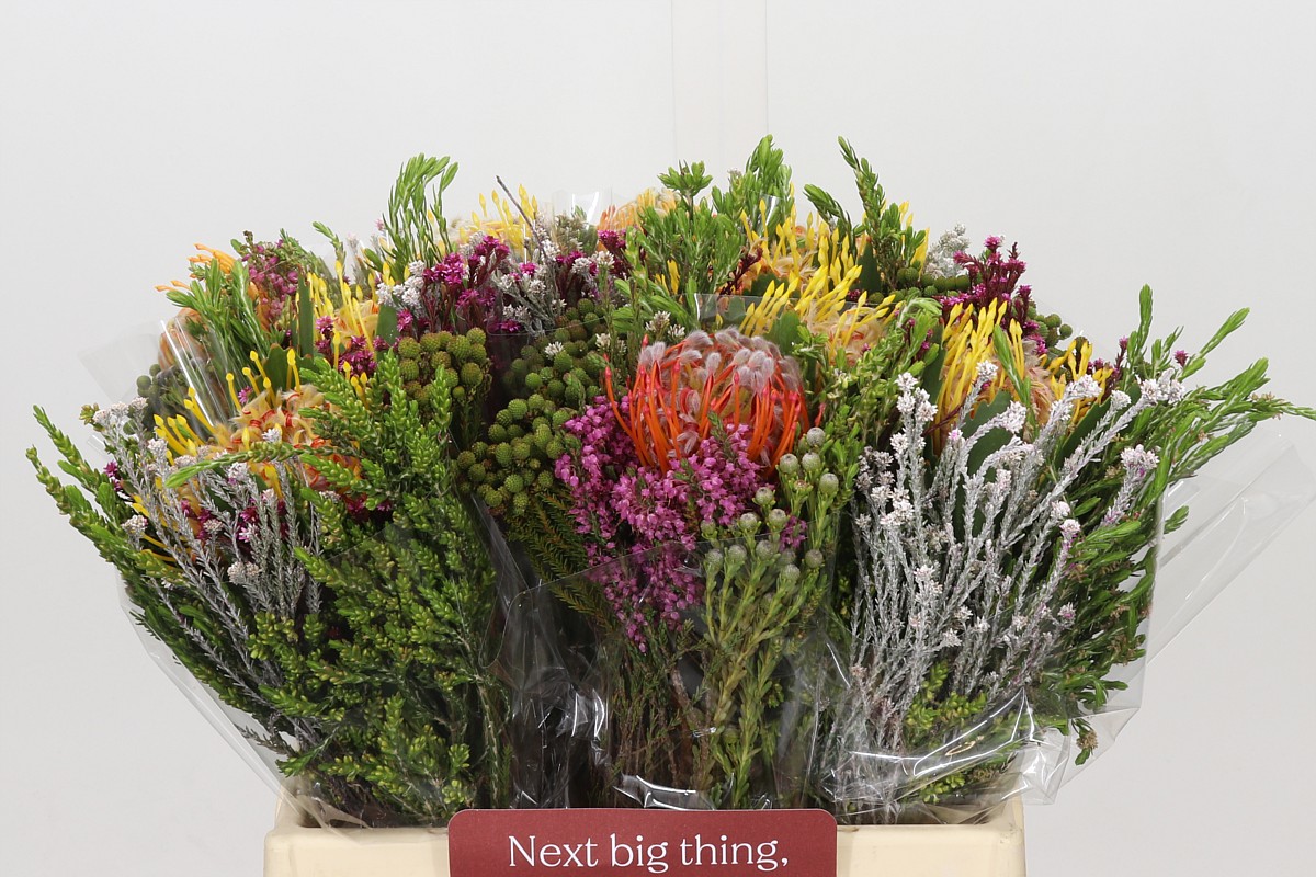 Protea Bouquet Per Bunch 40cm