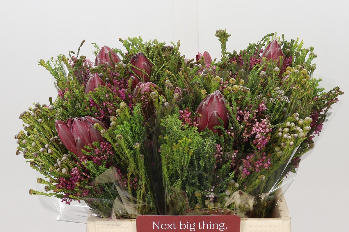 Protea Bouquet Per Bunch 40cm