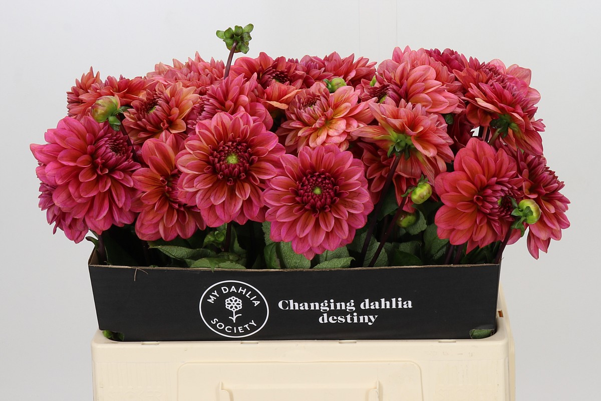 Dahlia Sal Runner 50cm