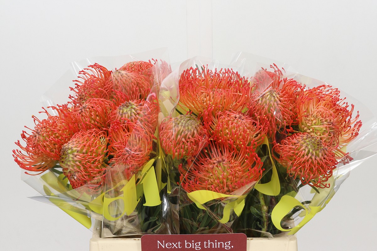 Leucospermum Succession 40cm