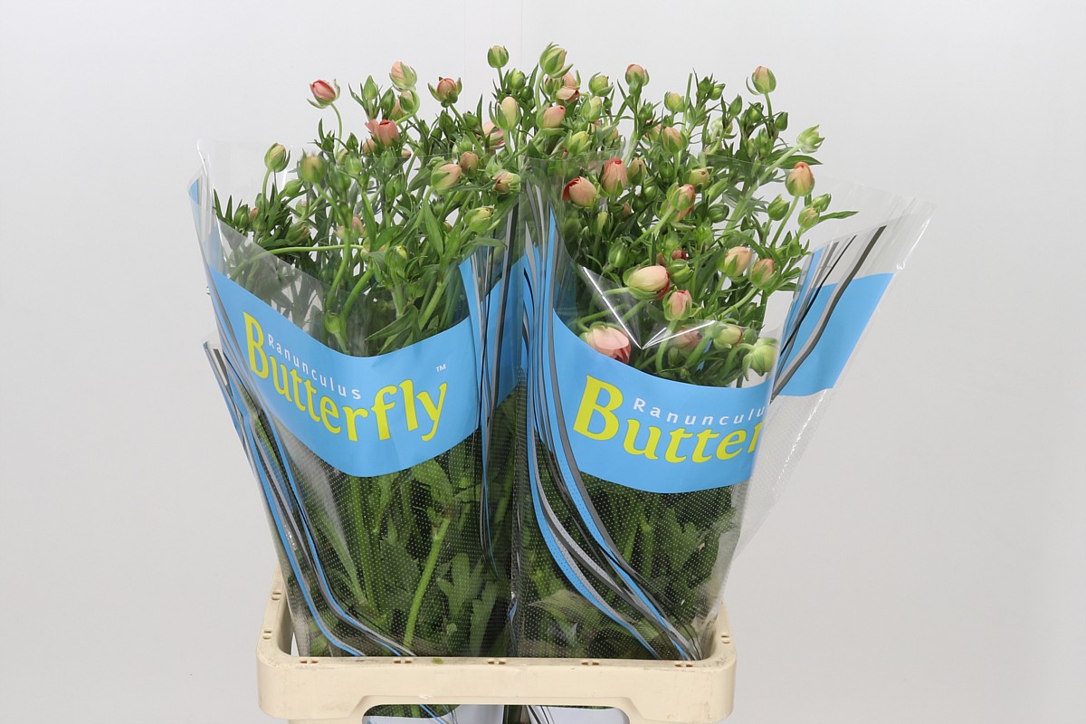 Ranunculus Butterfly Eris 70cm
