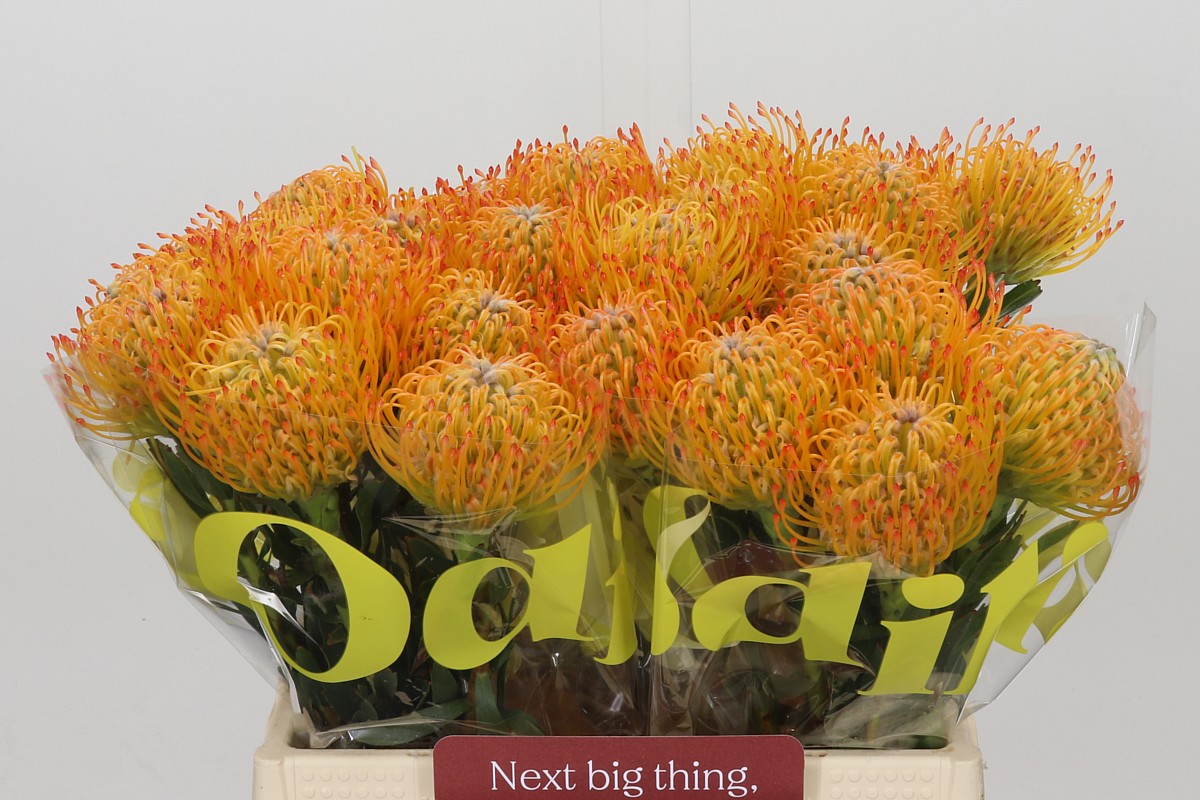 Leucospermum Ayoba Sun 40cm