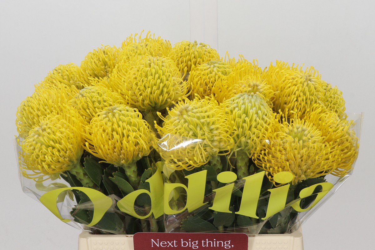 Leuco Ayoba Yellow 40cm
