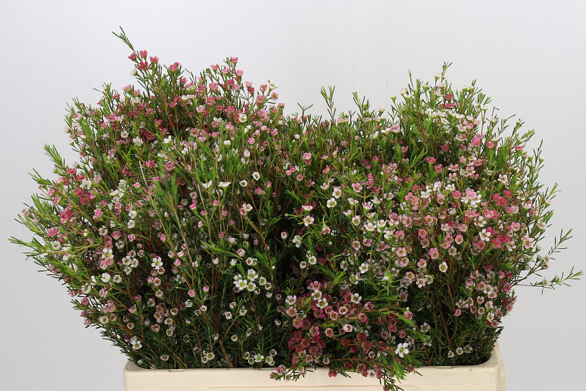Chamelaucium My Sweet 16 50cm 55gram