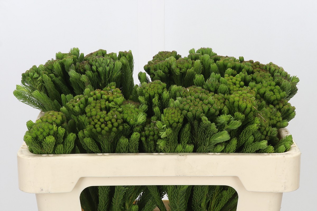 Brunia Albiflora Bunch 50cm