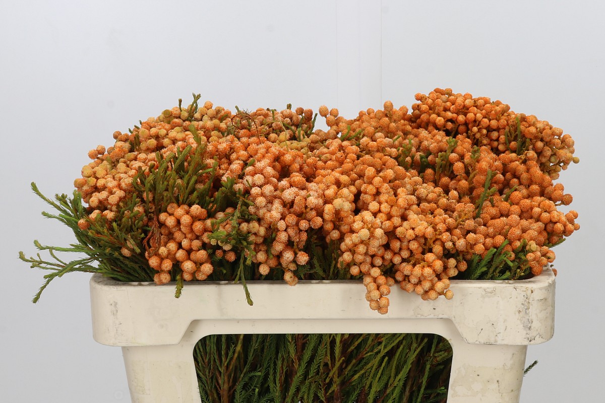 Berzelia Lanuginosa Bunch 50cm