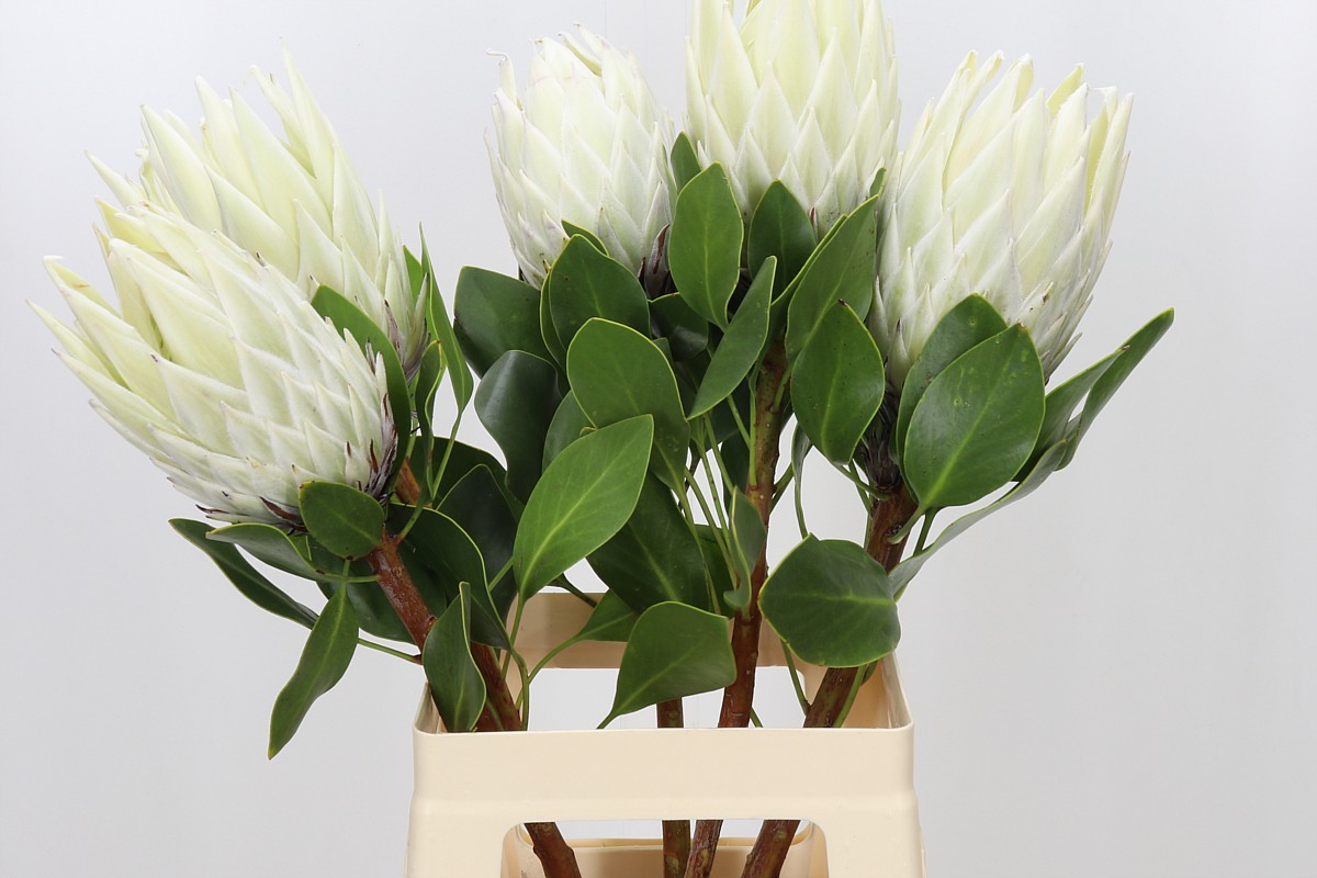 Protea Cy Arctic Ice 70cm
