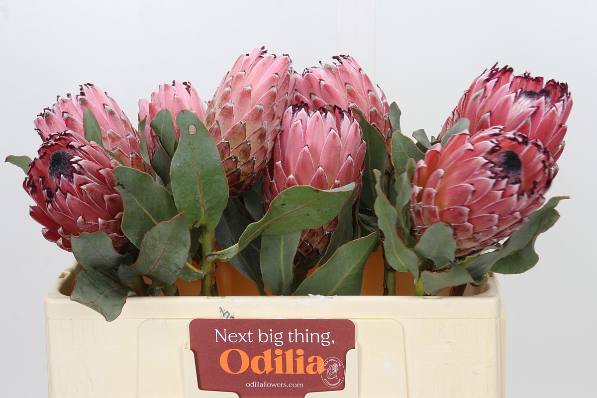 Protea M Mount Queen 50cm