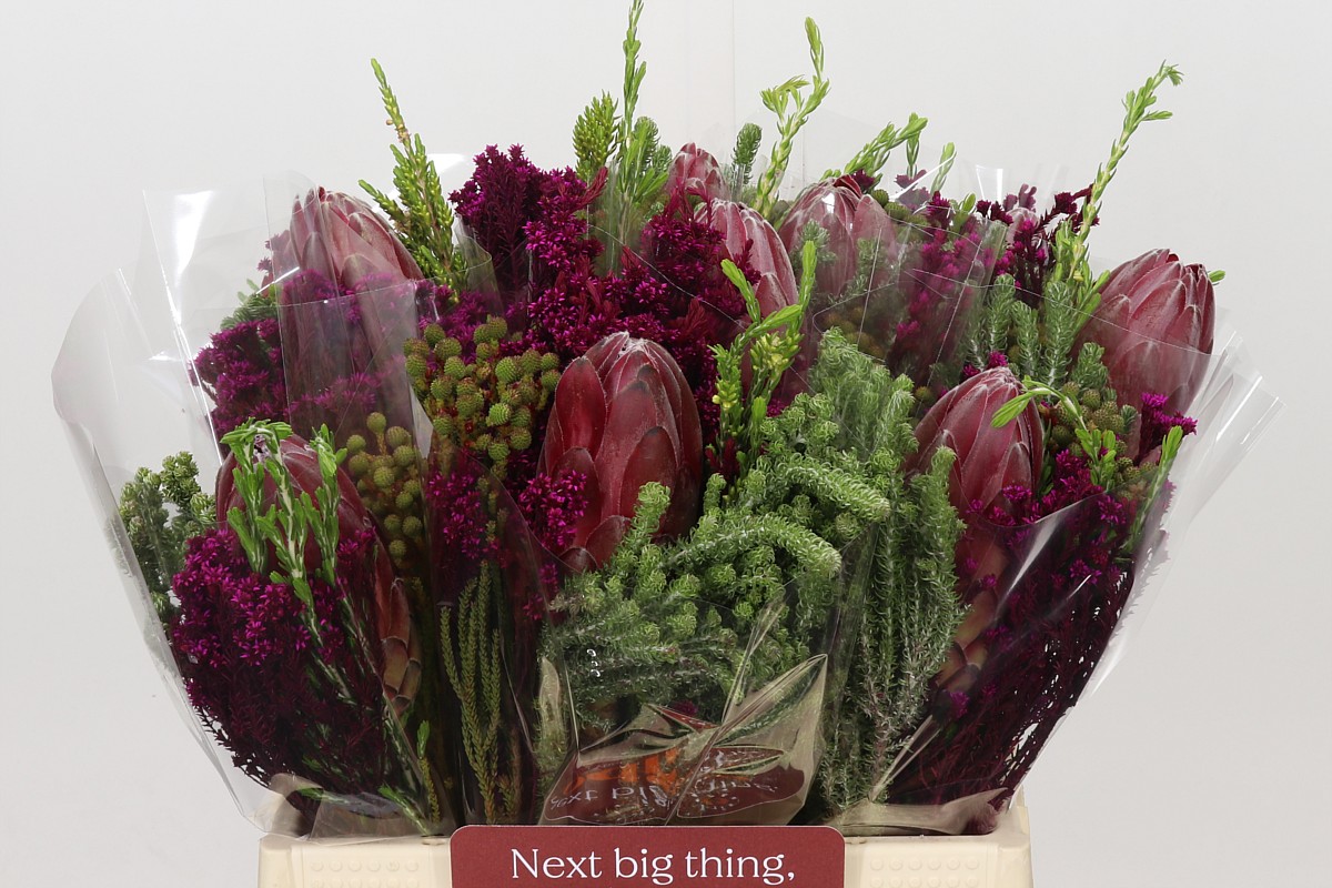 Protea Bouquet Per Bunch 40cm