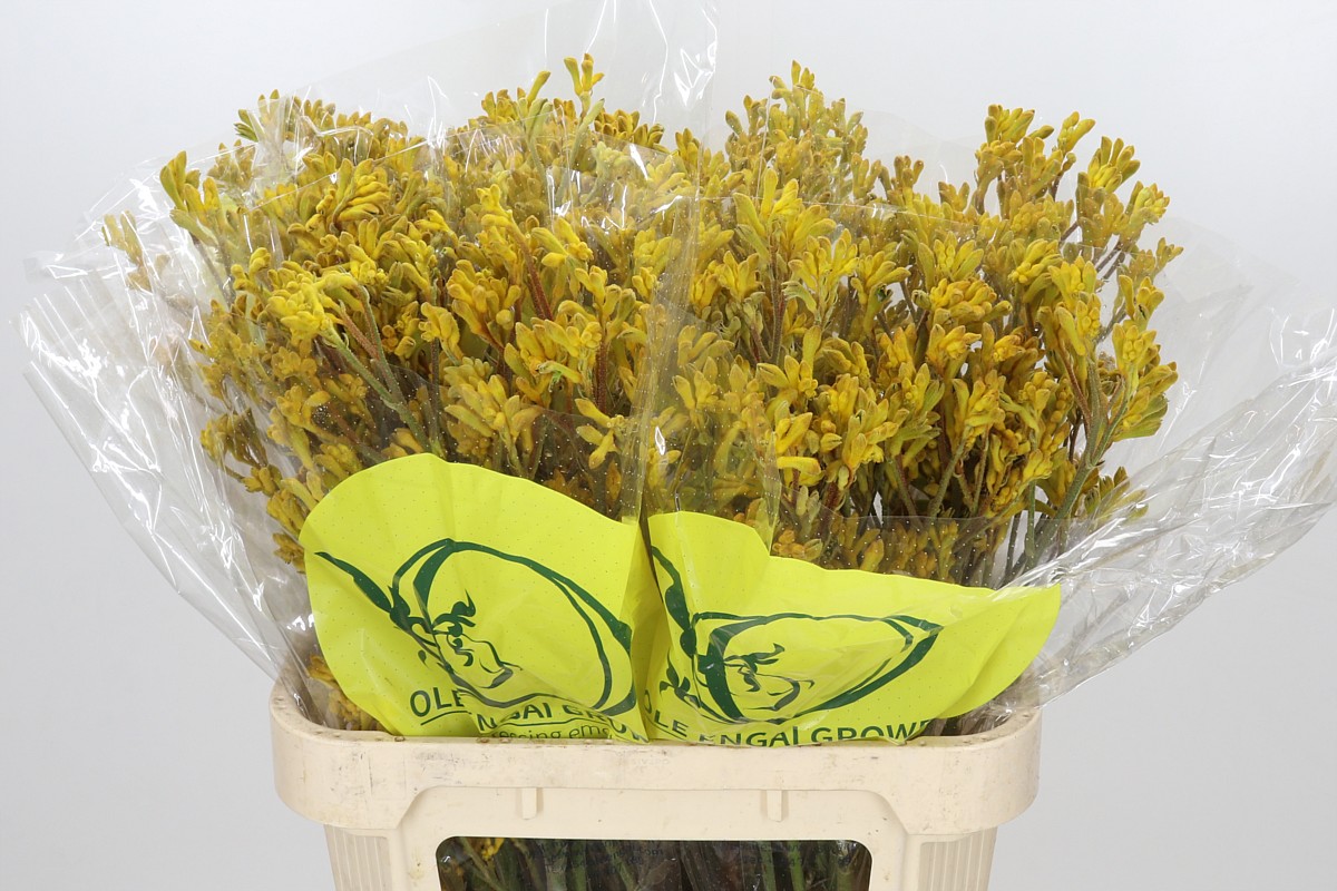 Anigozanthos Yellow Gem 80cm