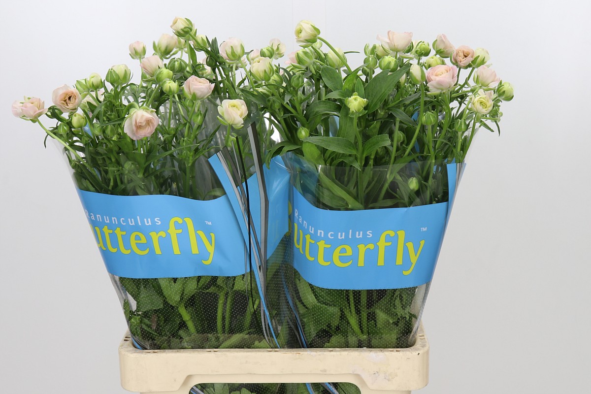 Ranunculus Butterfly Ariadne 70cm