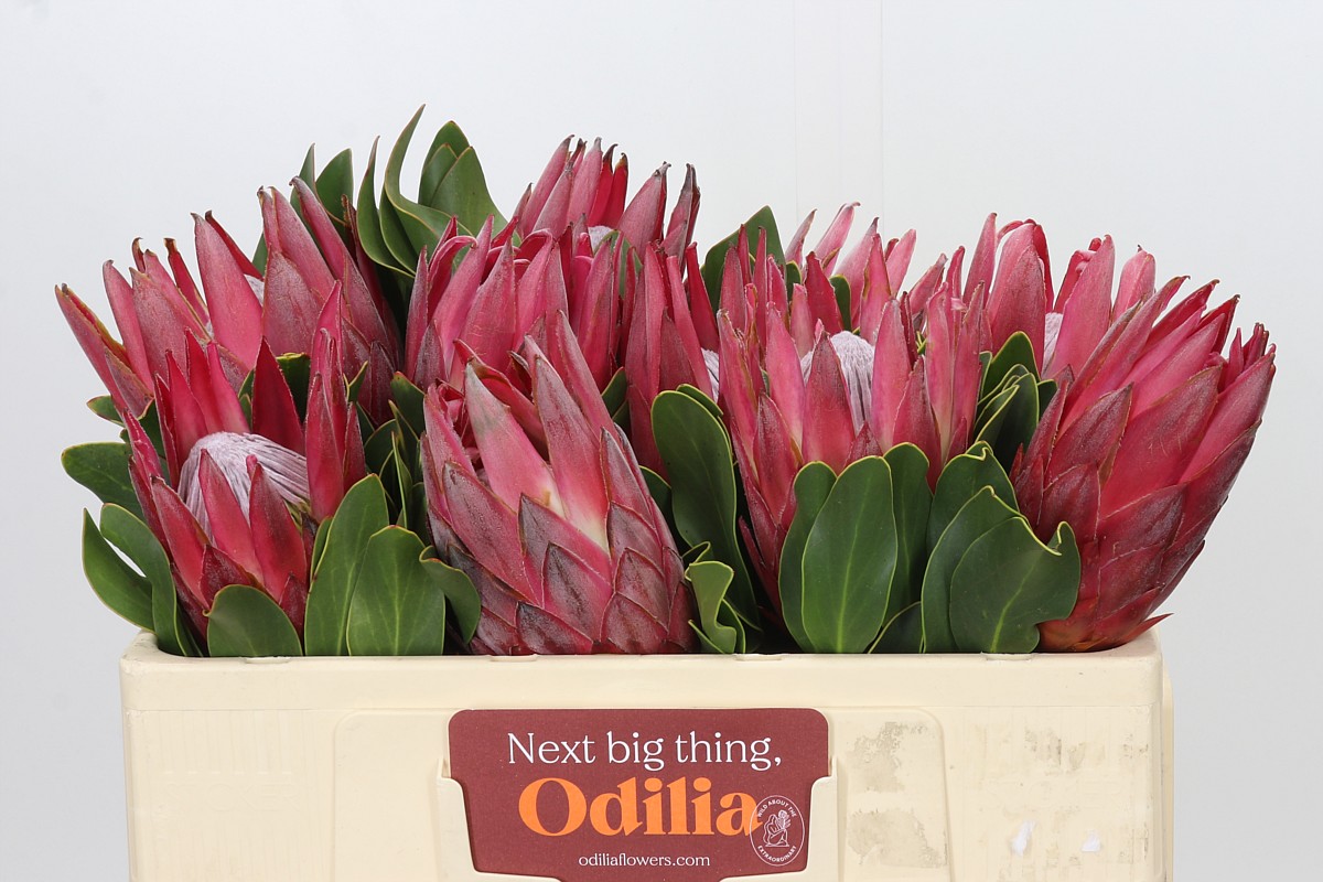 Protea Madiba 50cm